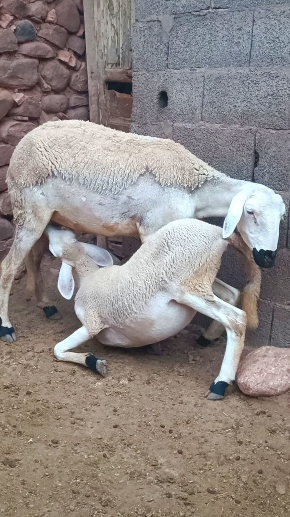 FB_IMG_1774647157399